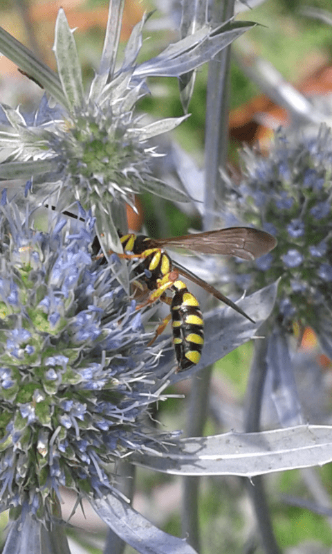 Crabronidae: femmina di Cerceris arenaria